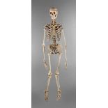 Anatomiemodell des menschlichen Skeletts