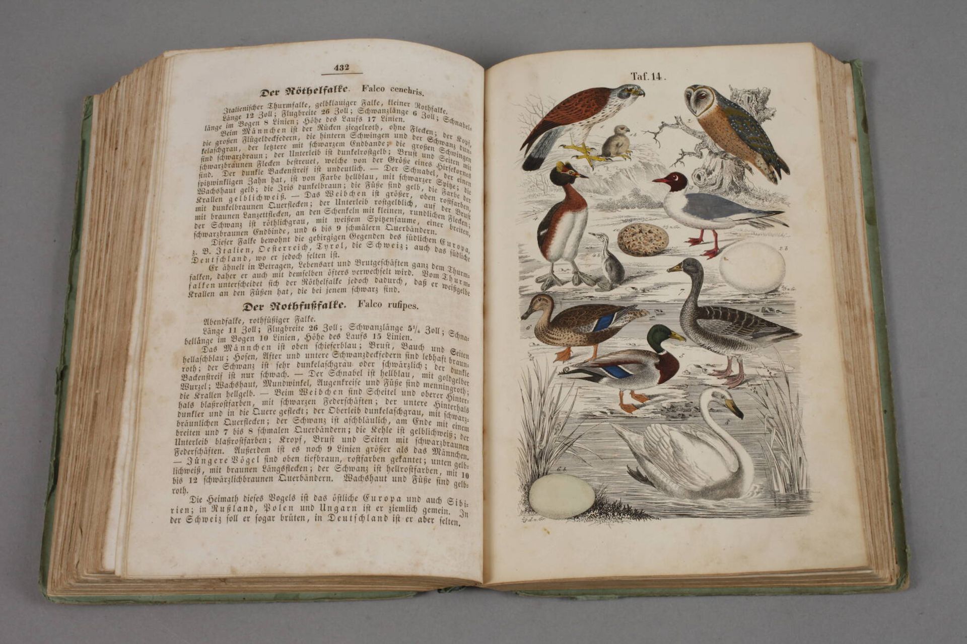 Naturgeschichte aller deutschen Zimmer-, Haus- und Jagdvögelnebst einem Anhange über die - Bild 3 aus 3
