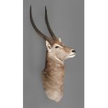 Jagdtrophäe1. Hälfte 20. Jh., komplett präpariertes Haupt einer majestätischen Antilope mit