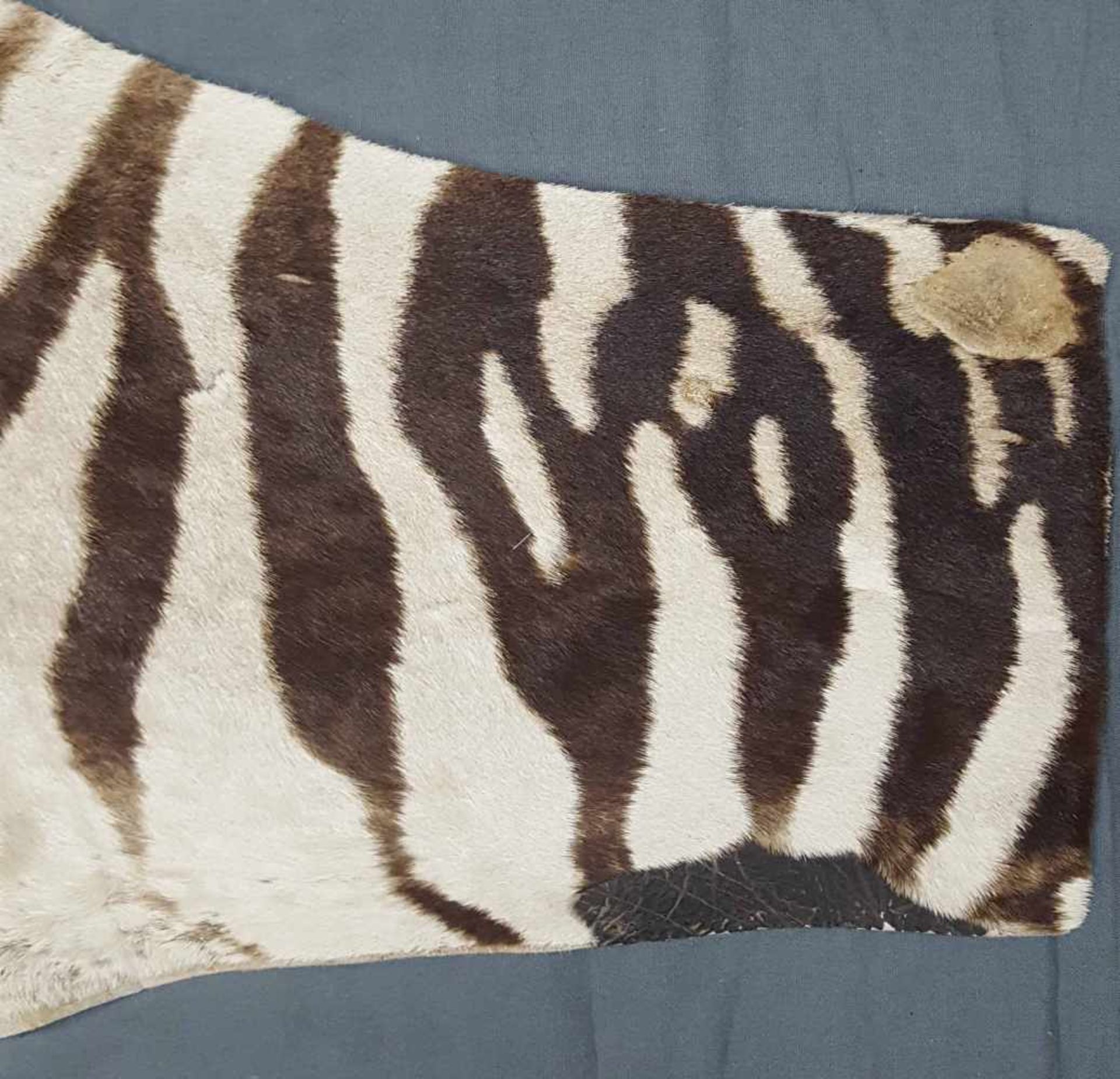 Zebra skin. West Africa. Around 1974. 314 cm x 195 cm. - Image 6 of 9