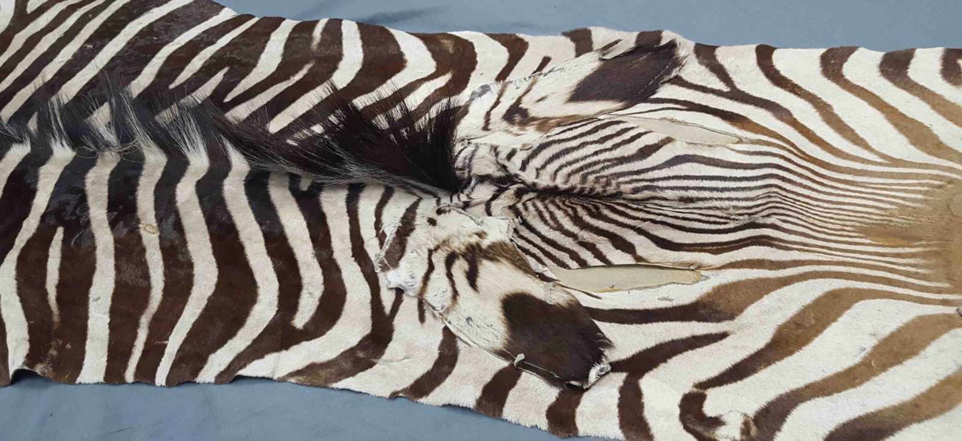 Zebra skin. West Africa. Around 1974. 314 cm x 195 cm. - Image 2 of 9