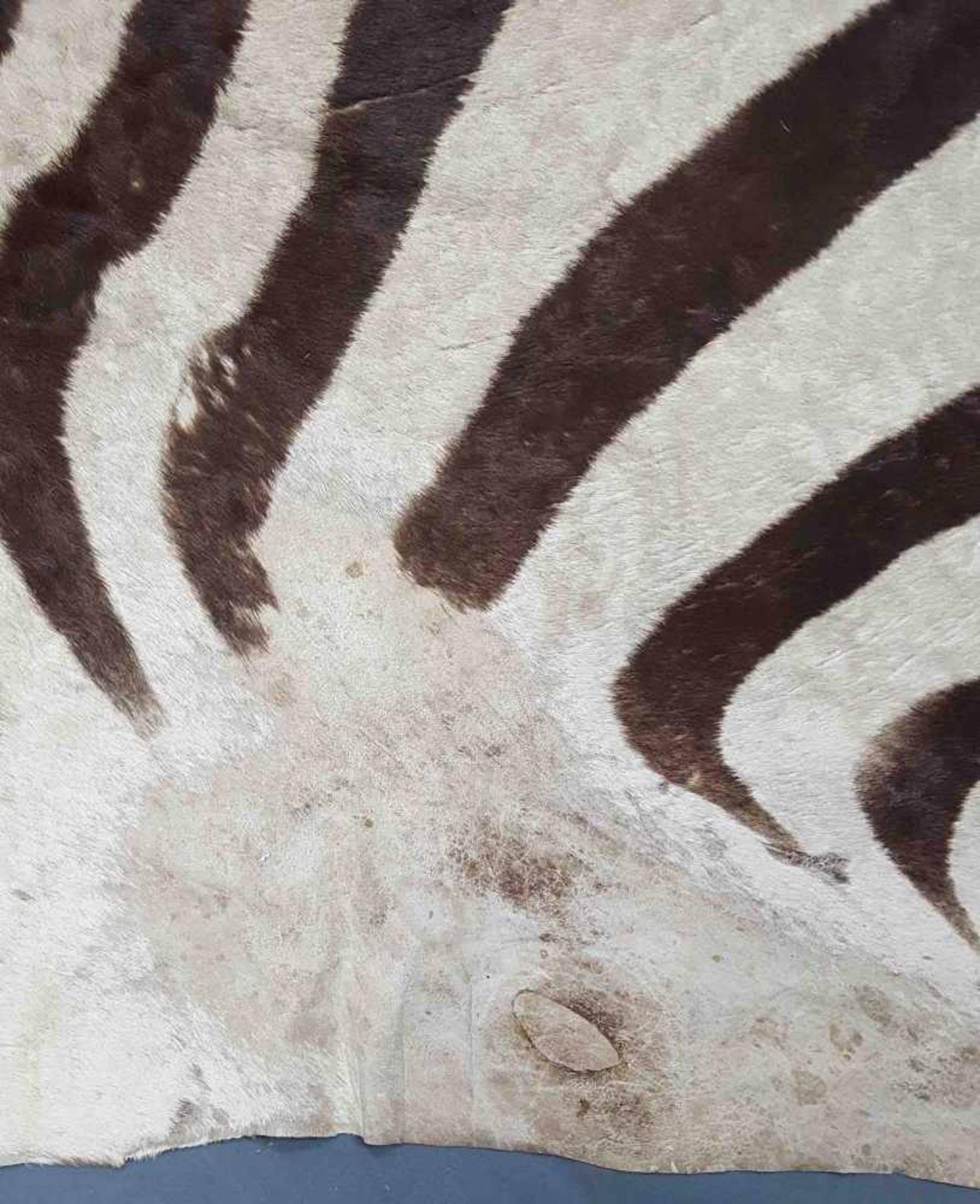 Zebra skin. West Africa. Around 1974. 314 cm x 195 cm. - Image 9 of 9