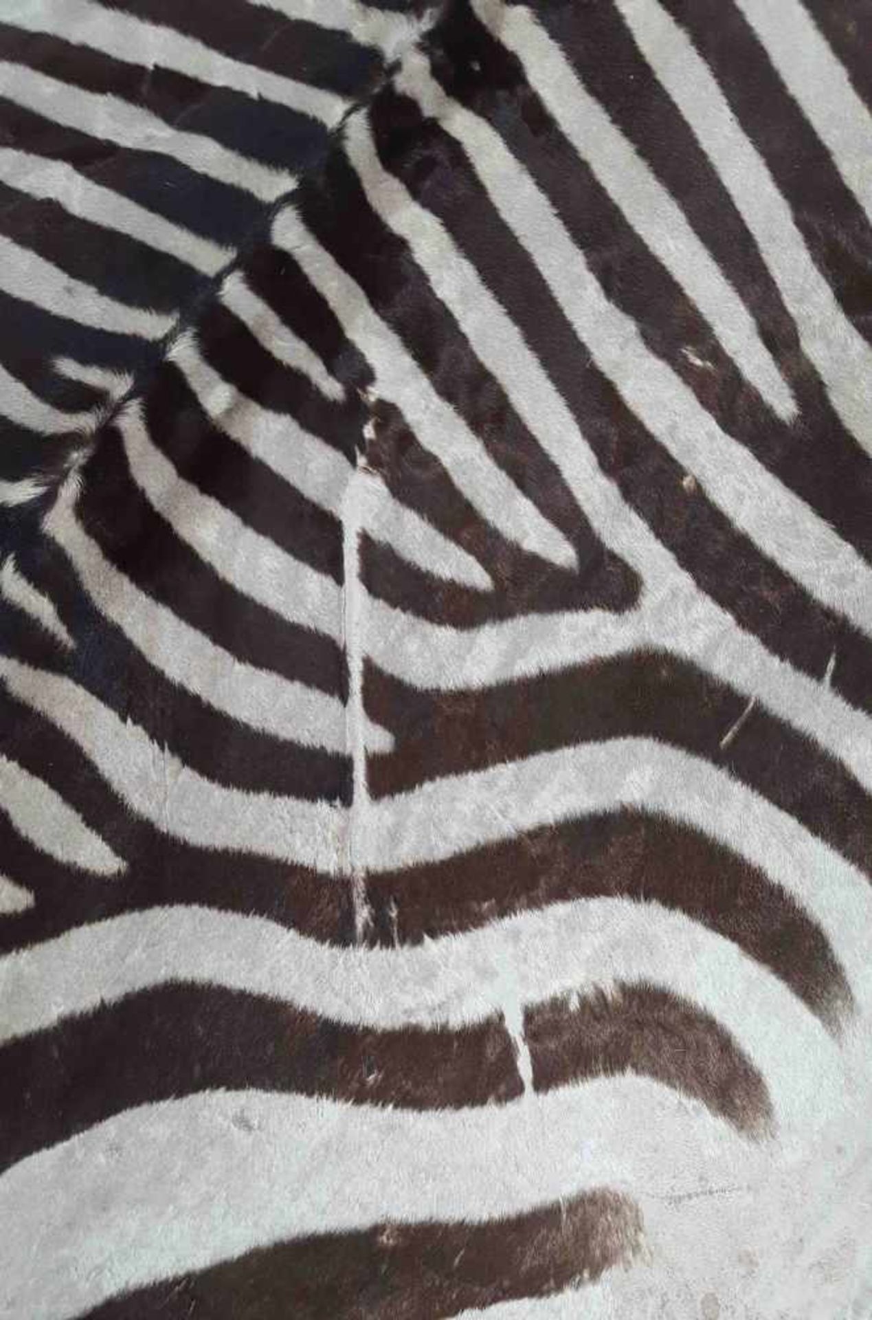 Zebra skin. West Africa. Around 1974. 314 cm x 195 cm. - Image 4 of 9