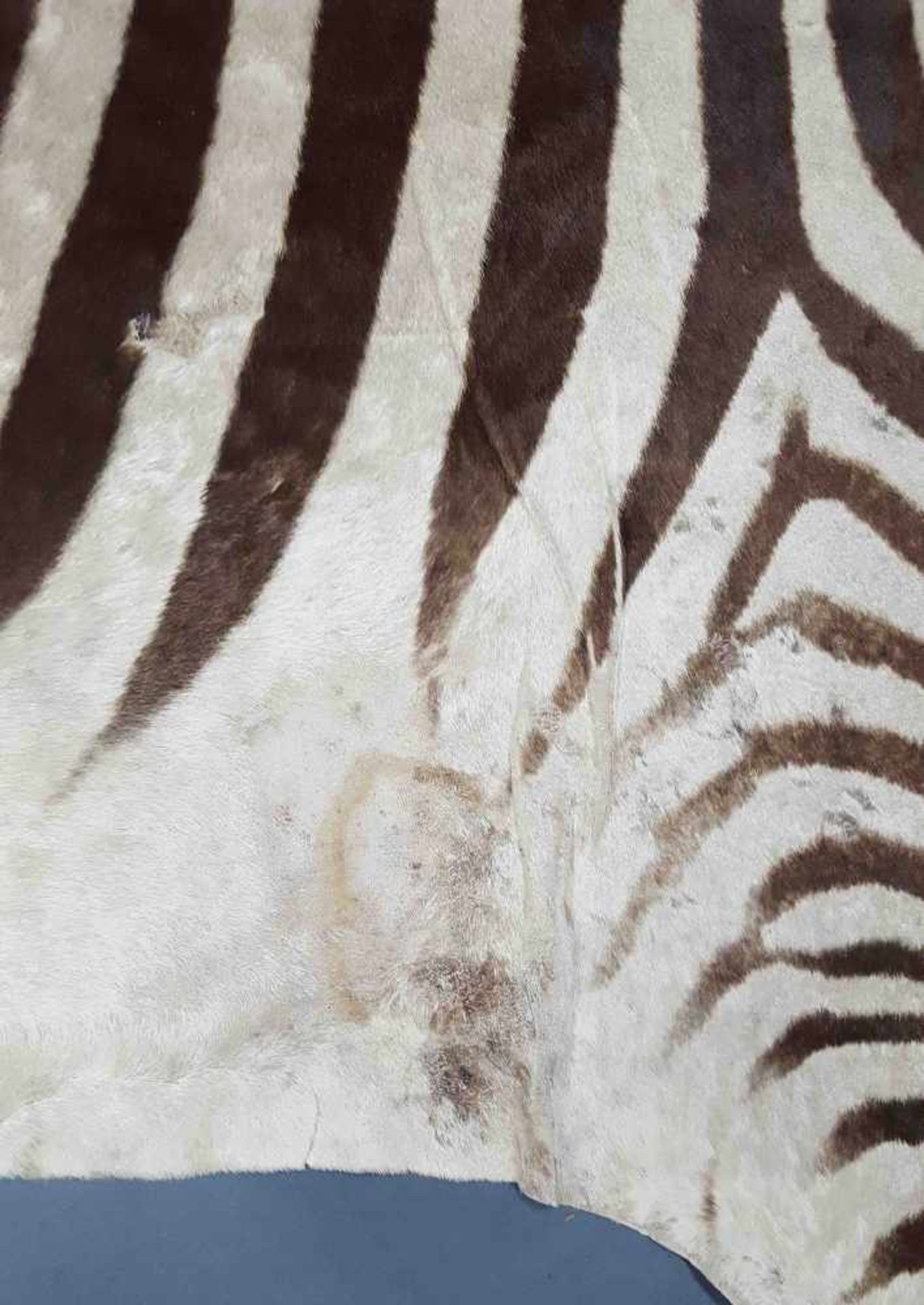 Zebra skin. West Africa. Around 1974. 314 cm x 195 cm. - Image 5 of 9