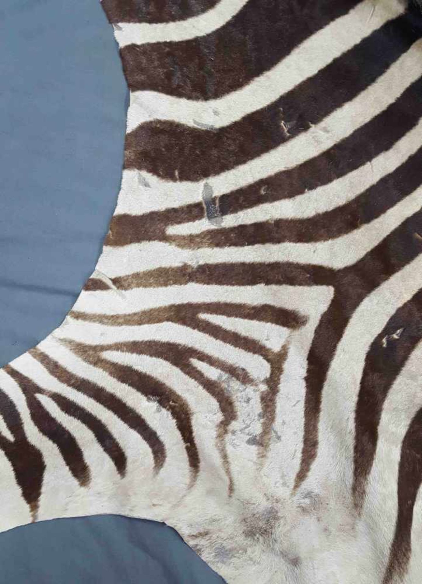 Zebra skin. West Africa. Around 1974. 314 cm x 195 cm. - Image 8 of 9