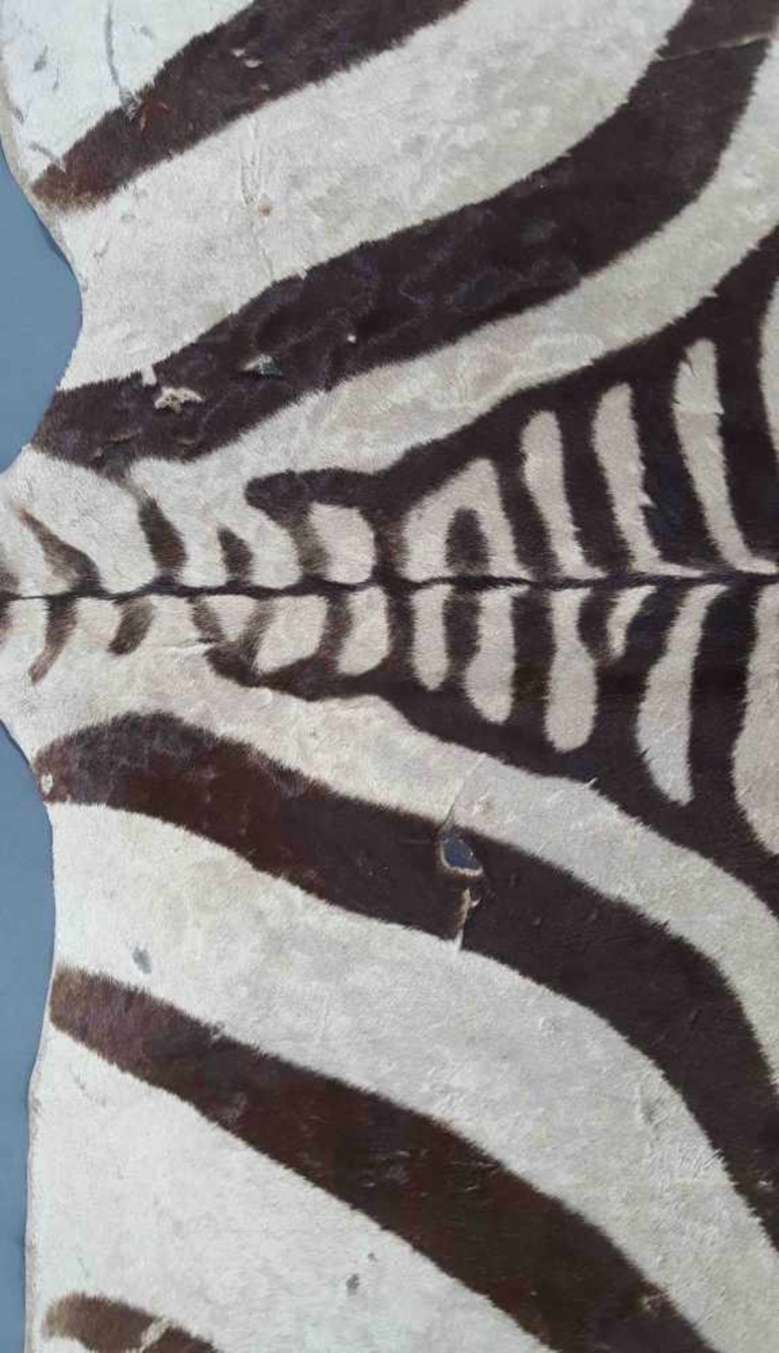 Zebra skin. West Africa. Around 1974. 314 cm x 195 cm. - Image 3 of 9