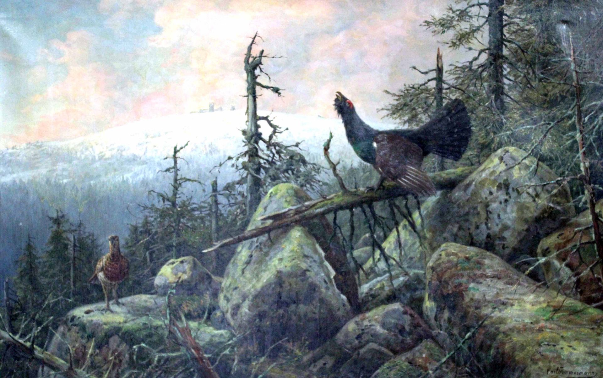 Carl ZIMMERMANN (1863 - 1930). Auerhahn und Rebhuhn vor der Schneekoppe.80 cm x 125 cm. Gemälde.