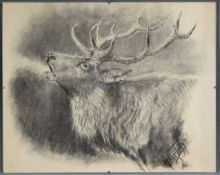 Herman EGGELING (1884 - 1932). Kapitaler Hirsch bei der Brunft.39 cm x 50 cm. Zeichnung. Kohle auf