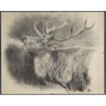 Herman EGGELING (1884 - 1932). Kapitaler Hirsch bei der Brunft.39 cm x 50 cm. Zeichnung. Kohle auf