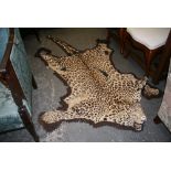 An early 20th century leopard skin rug with fully mounted head, glass eyes, by Rowland Ward Ltd, the