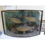 A fine angling taxidermy display of three roach in bow-fronted glazed case, inscribed in gold 'Roach