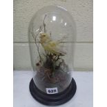 An antique taxidermy yellow bird under a glass dome, 10.2 in high overall [A] FOR DETAILS OF