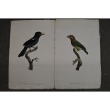 After Barraband, four coloured engravings of perching birds, and two John Gould coloured prints of
