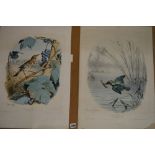 After Edouard Travies, two coloured lithographs of a kingfisher and a mistle thrush, printed by