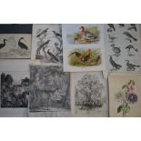 A collection of prints, etchings, engravings, etc., relating to natural history subjects,