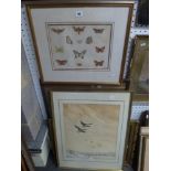 A.S. Watson, a framed watercolour study of moth and butterfly specimens, signed; Katharine Coates, a