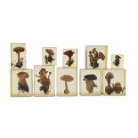 COLLECTION OF MUSHROOMS UNDER RESIN 20TH CENTURY