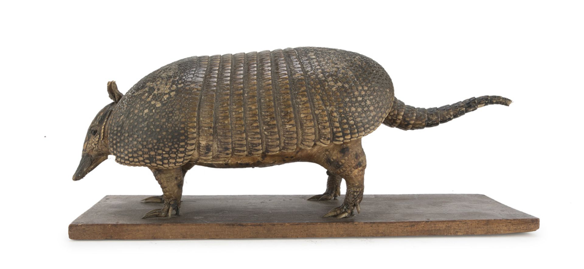 RARE EMBALMED PANGOLIN ENGLISH EXECUTION OF THE VICTORIAN PERIOD 1840 ca.