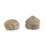 TWO SEA URCHIN FOSSILS.