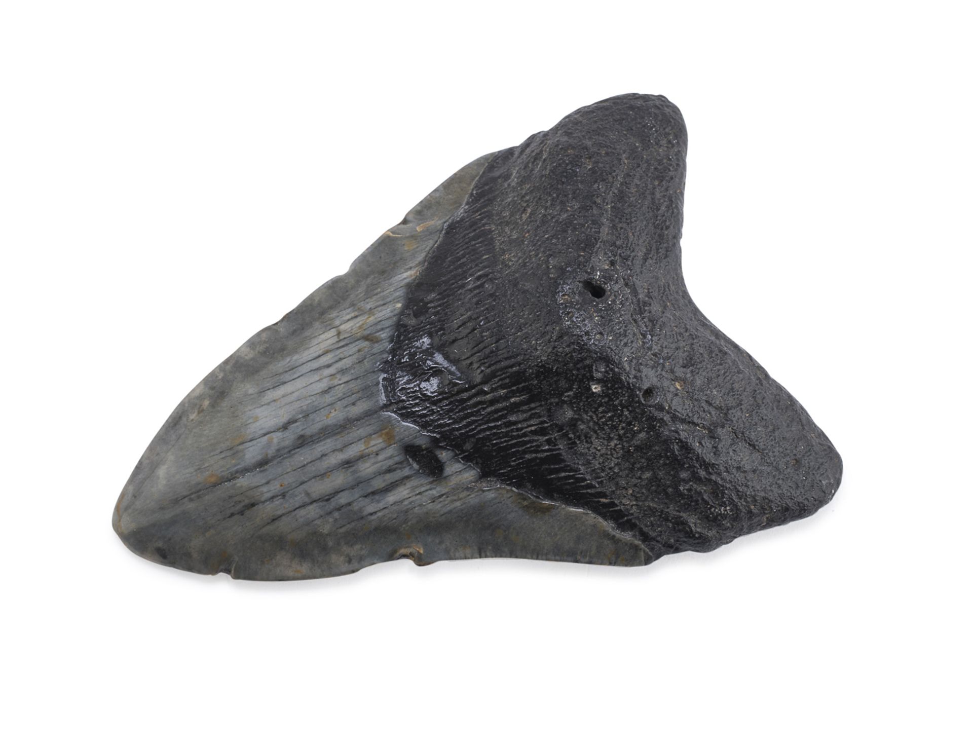 FOSSIL TOOTH