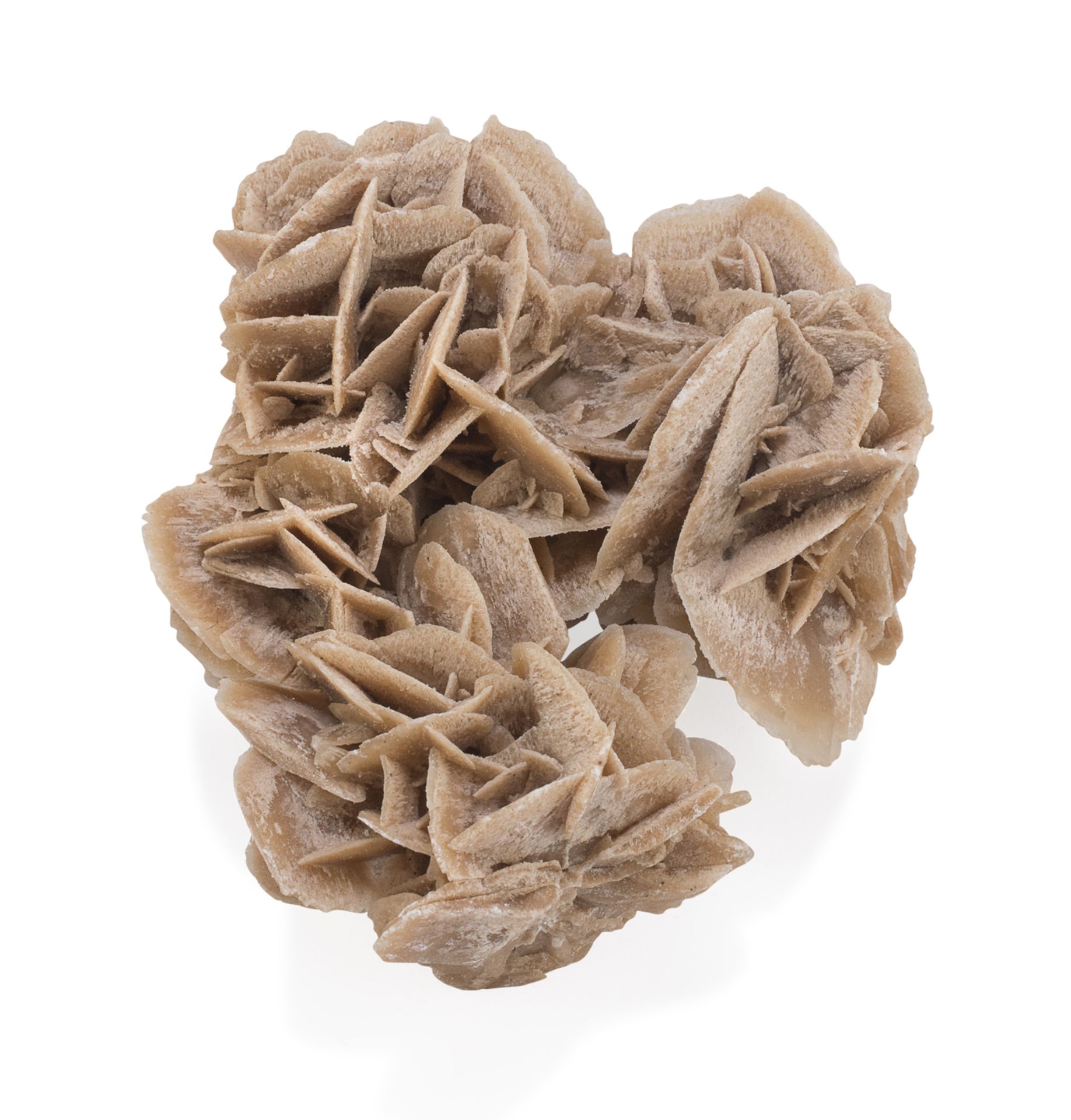 DESERT ROSE FOSSIL