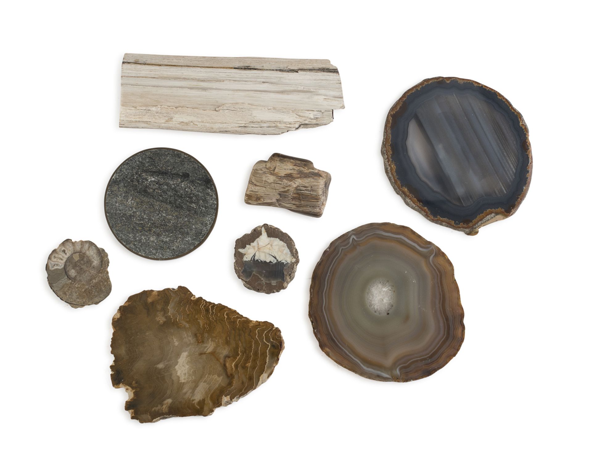 EIGHT FOSSIL STONES