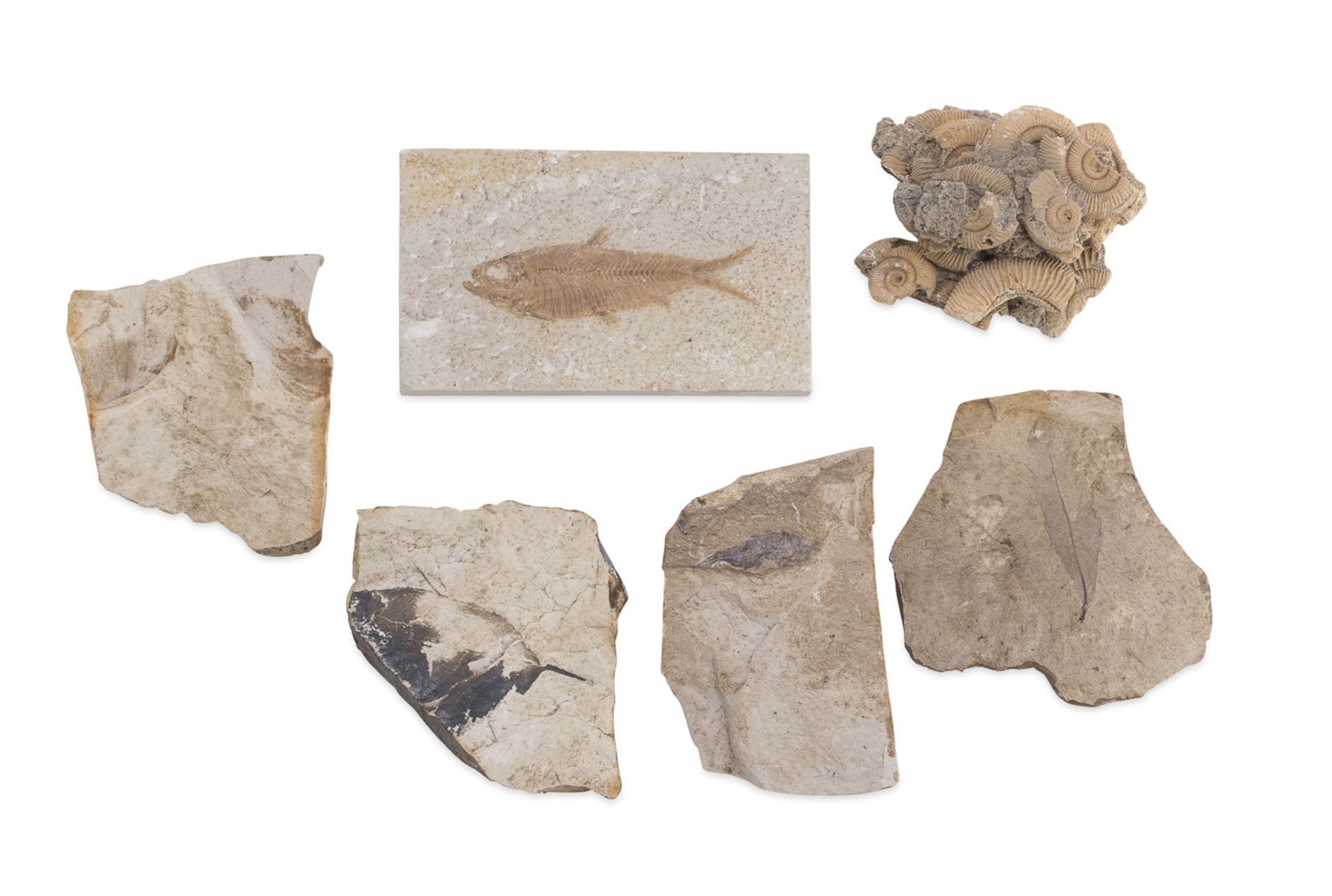 LOT OF SIX FOSSILS