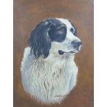 J. Caesar Smith (British, b. 1930): a canine portrait of a black and white spaniel signed 'Caesar '