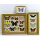 A group of three glazed cases containing mounted taxidermy butterflies, mostly South American