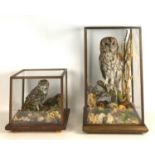 Two cased taxidermy owls with prey, a Boreal Owl with small bird, and a Tawny owl with a field
