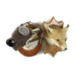 Two taxidermy fox heads, each on a shield mount, one by G D Alderman, dated 1968, the other unnamed,