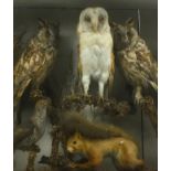 An early 20th century cased taxidermy parliament of two long eared owls and a barn owl, together