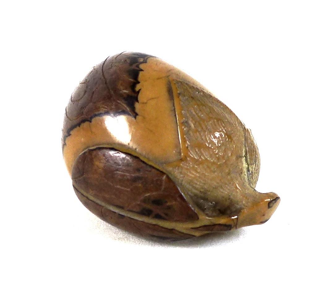 A Japanese Katabori netsuke, likely Meiji period, made out of a tagua nut and shell and carved in