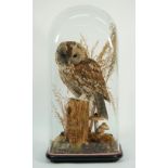 Taxidermy; a stuffed owl mounted under a glass dome,