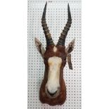 Taxidermy; a stuffed Blesbok head and horns with wooden base, 84cm high.
