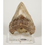 A large prehistoric sharks tooth on a later perspex and metal stand, tooth 13.5cm high.