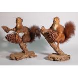 Taxidermy; a pair of red squirrels, each on naturalistic branch bases, 24cm wide x 31cm high, (2).