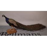 Taxidermy; a 20th century peacock on a hardwood plinth base, 150cm long x 48cm high.