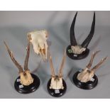 Three small deer horns mounted on ebonised wooden plaques, another larger pair of mounted horns,