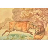Samuel Daniell (1773-1811), Wild Bull attacking a Lion, watercolour, 17cm x 25.5cm. Illustrated.