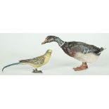 An Austrian cold painted bronze mallard duck, early 20th century, unsigned, 22cm wide,
