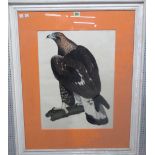 A hand-coloured engraving of a golden eagle, a hand-coloured print of fruit,