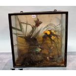 'Taxidermy' various exotic birds, cased, (a.f.), 57cm wide x 57cm high.