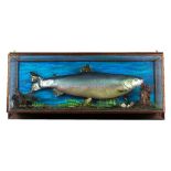 'Taxidermy', a mid-20th century wall mounted cased trout, 94cm wide x 42cm high.