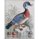 After George Edwards, Bird studies, a set of four engravings with hand colouring, each 23.5cm x 18.