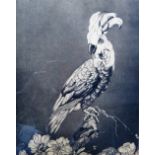 Edward Julius Detmold (1883-1957), Cockatoo, etching, signed in pencil, 25.5cm x 20.5cm.