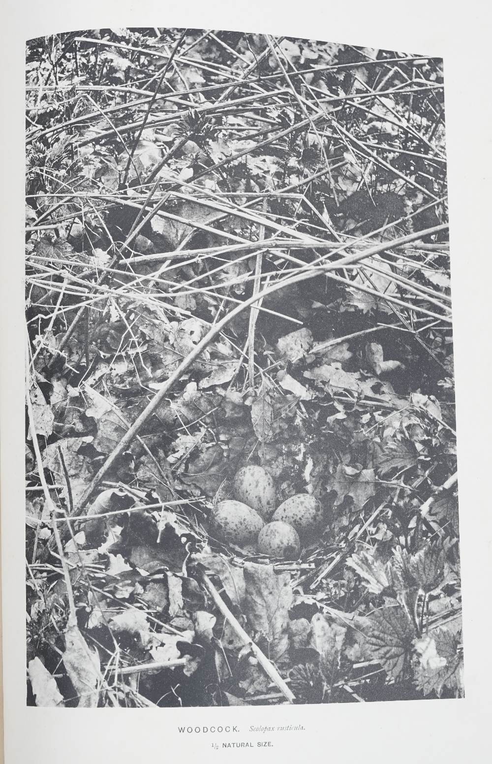 LEE, Oswin A. J. Among British Birds in their Nesting Haunts. Edinburgh: David Douglas, [1896-]99. - Image 4 of 4
