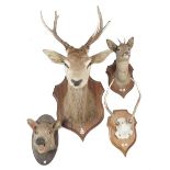 Taxidermy; a stag's head mounted on an oak shield shaped plaque, 64cm protrusion,