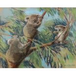 Margeret K Banks (20th Century), Koalas,