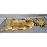 'Taxidermy', two early 20th century leopard skins, 160cm long (a.f.